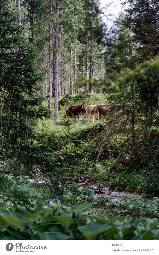 forest cows Life Vacation & Travel Trip Freedom Summer vacation Mountain Hiking Nature Landscape Tree Forest Brook Farm animal Cow Group of animals Herd Stand