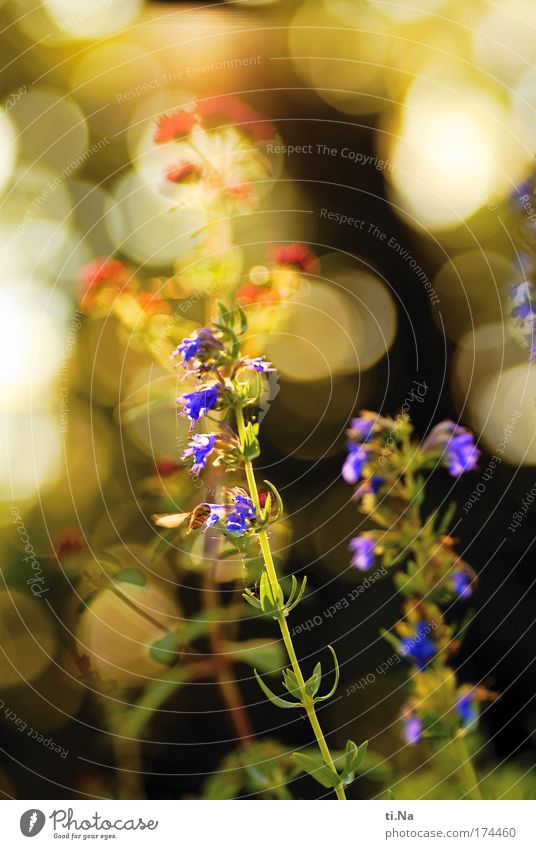 Ysop with hoverfly Colour photo Multicoloured Exterior shot Deserted Evening Environment Nature Landscape Plant Animal hyssop aromatic herb Medicinal plant