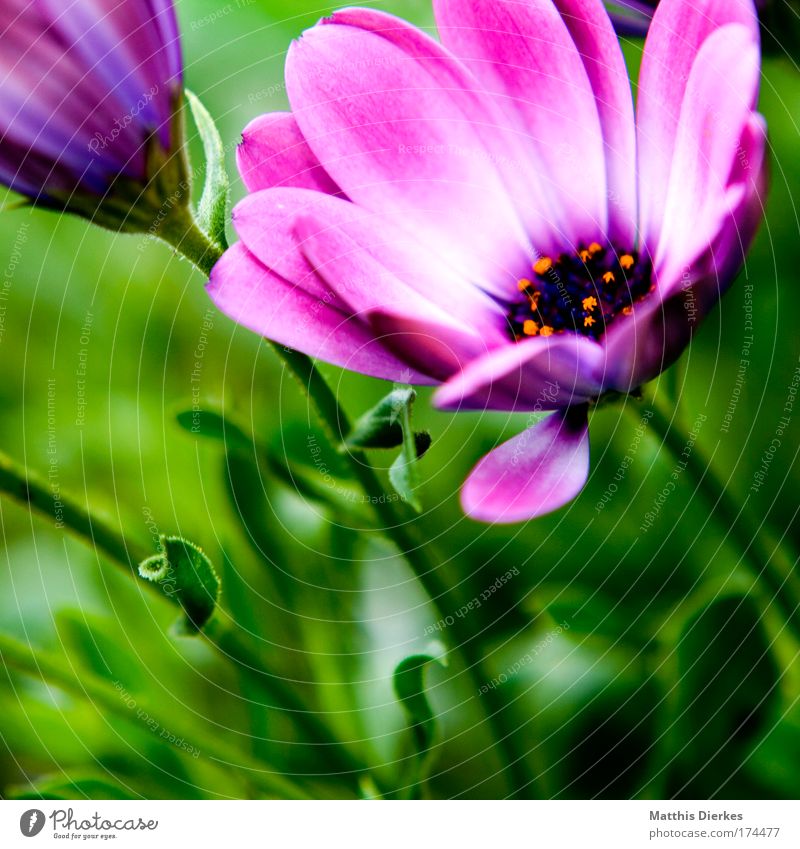 blossom Colour photo Close-up Detail Macro (Extreme close-up) Deserted Copy Space left Flash photo Shallow depth of field Environment Nature Plant Summer Flower