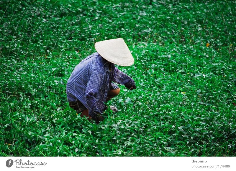 Asian style Colour photo Exterior shot Copy Space right Copy Space top Day Bird's-eye view Upper body Vacation & Travel Tourism Far-off places Human being Woman