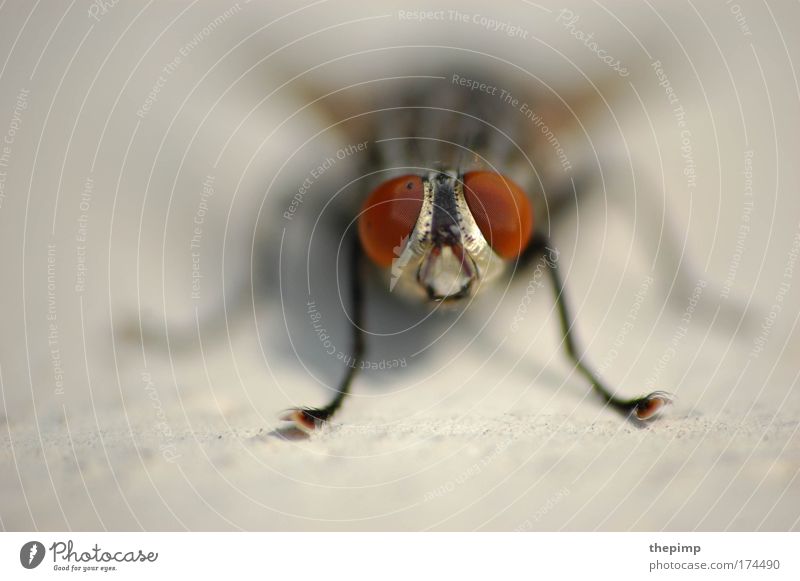 McFly Colour photo Macro (Extreme close-up) Copy Space left Deep depth of field Central perspective Long shot Animal portrait Front view Looking into the camera