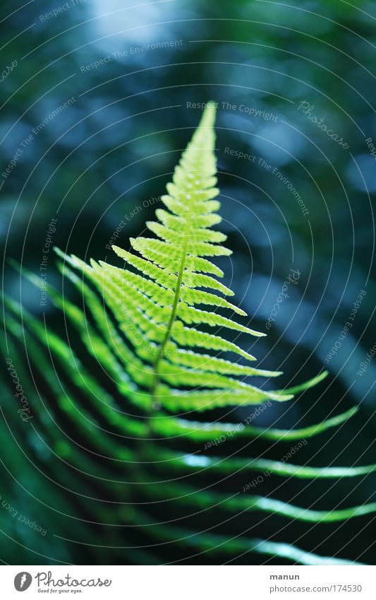 growth peak Colour photo Exterior shot Close-up Detail Copy Space top Copy Space bottom Day Evening Light Shadow Contrast Sunlight Back-light