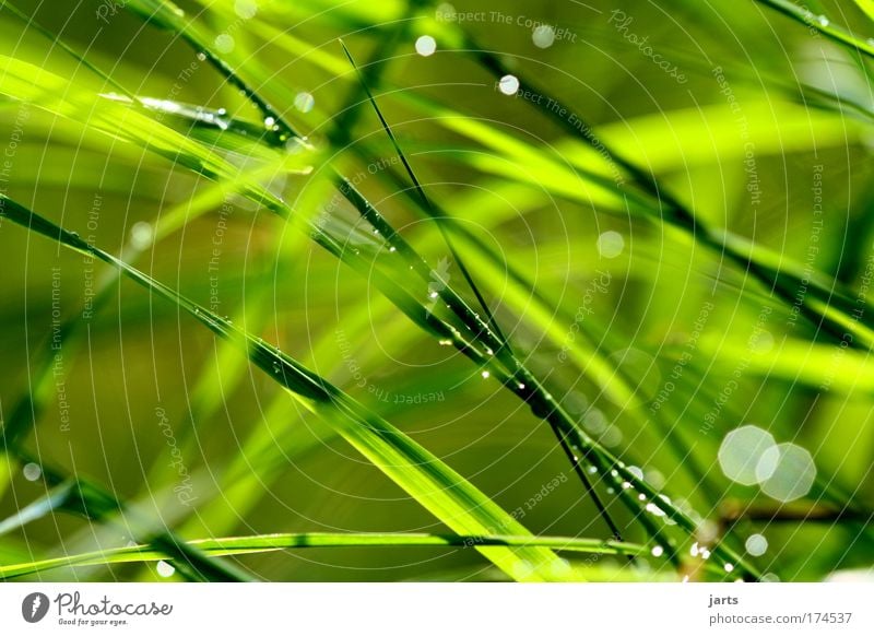 "Green" Colour photo Exterior shot Close-up Detail Deserted Day Sunlight Shallow depth of field Deep depth of field Central perspective Nature Plant Spring