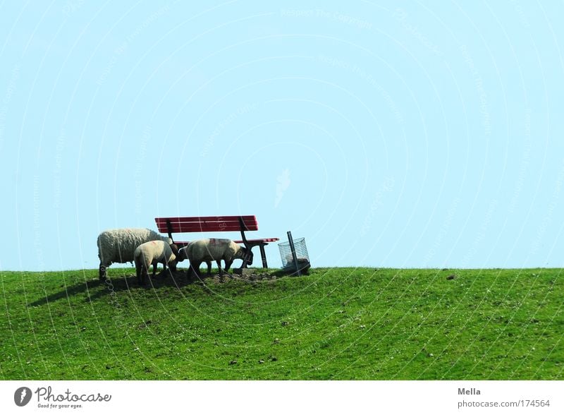 Journey to Jerusalem Colour photo Exterior shot Copy Space left Copy Space top Day Central perspective Landscape Cloudless sky Spring Summer Beautiful weather