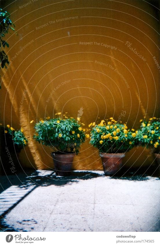 potted plants Colour photo Exterior shot Holga Copy Space top Copy Space bottom Sunlight Living or residing Garden Gardening Plant Summer Flower Pot plant