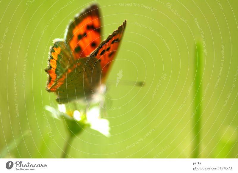 sunshine Colour photo Multicoloured Exterior shot Close-up Detail Deserted Sunlight Deep depth of field Central perspective Environment Plant Animal Meadow