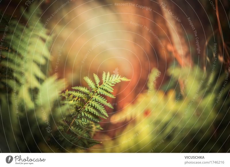 Ferns in autumn forest Design Vacation & Travel Far-off places Garden Nature Landscape Plant Beautiful weather Bushes Park Forest Yellow Leaf Autumn