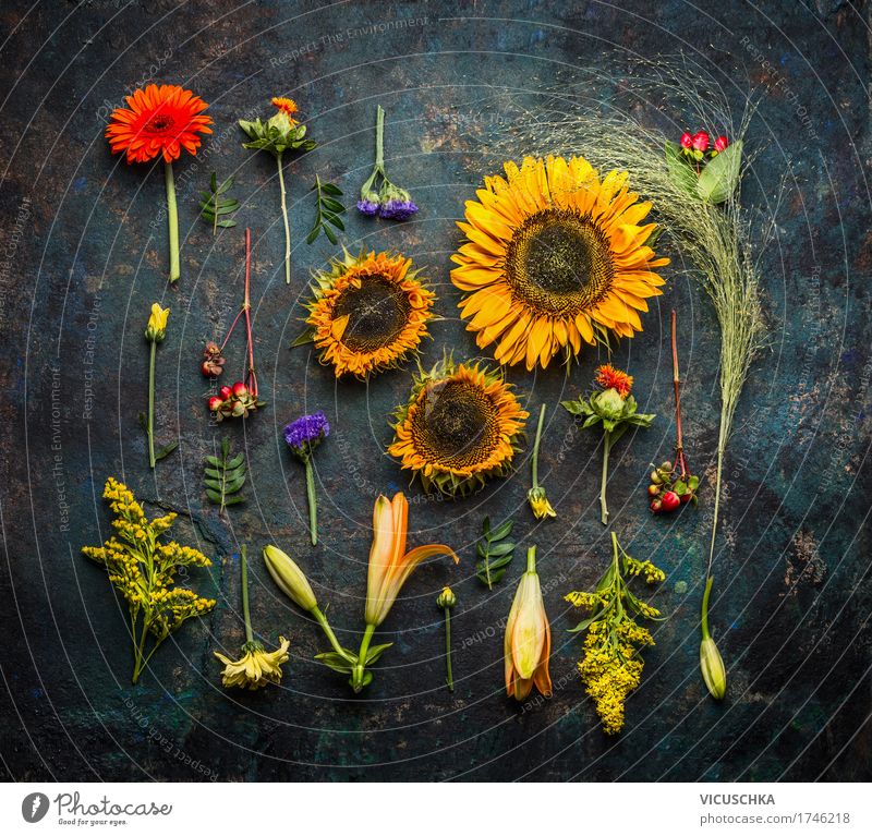 Various autumn plants and sunflowers Lifestyle Style Design Nature Plant Summer Autumn Flower Bushes Leaf Blossom Still Life flat lay Sunflower Dark