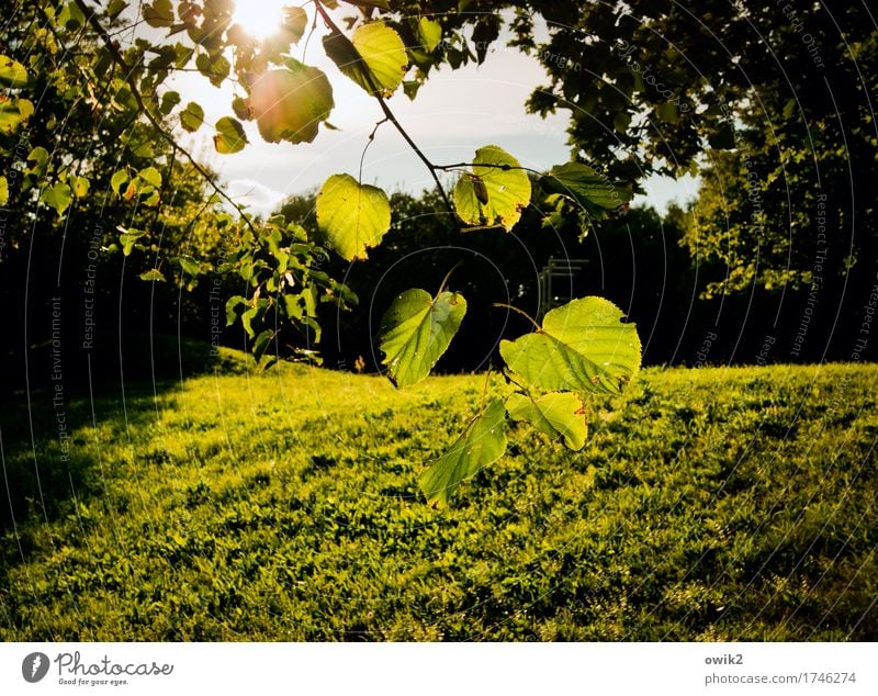 green lung Environment Nature Landscape Plant Sky Climate Beautiful weather Tree Grass Leaf Twig Park Meadow Movement Illuminate Idyll Ease Deciduous tree Green