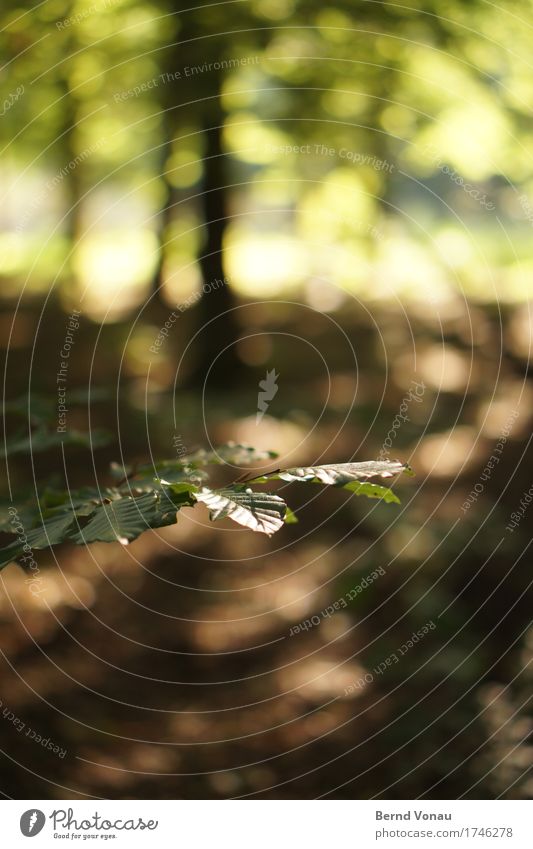 green Environment Nature Plant Summer Forest Emotions Moody Growth Beech tree Leaf Light (Natural Phenomenon) Reflection Tree Blur Calm Peaceful Primordial