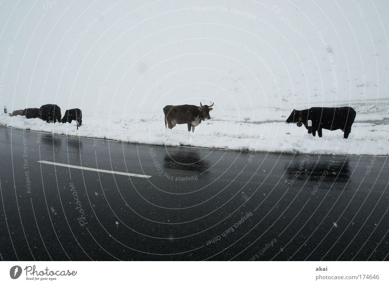 No grass today Subdued colour Exterior shot Copy Space top Copy Space bottom Day Wide angle Animal portrait Summer Summer vacation Winter Snow Mountain