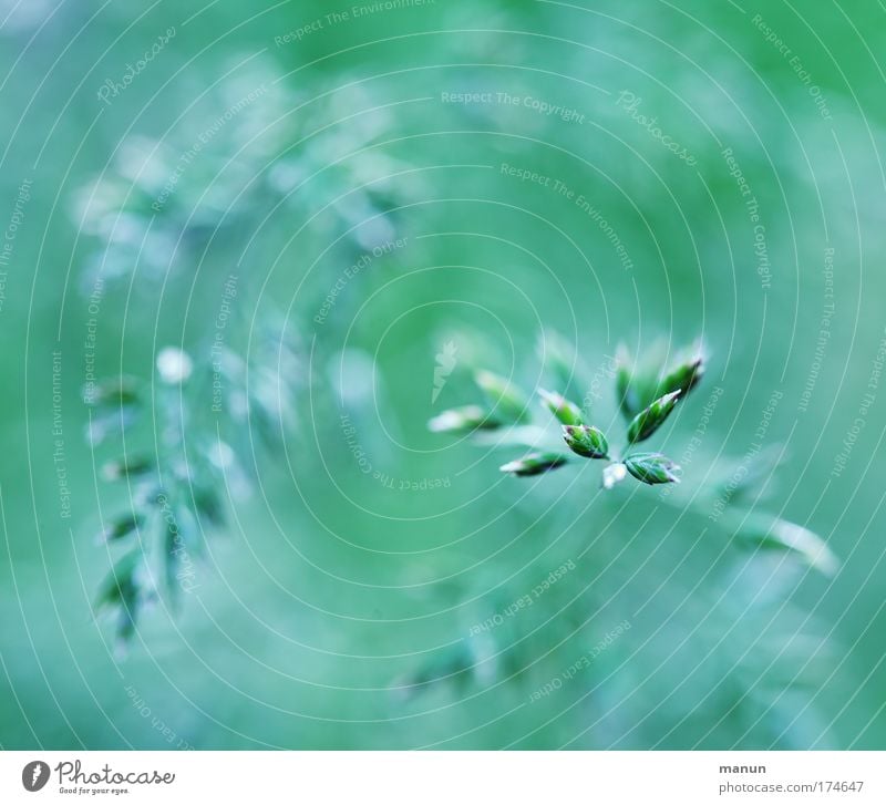 sneezing stimulus Colour photo Exterior shot Abstract Pattern Structures and shapes Deserted Copy Space left Copy Space right Copy Space top Copy Space bottom