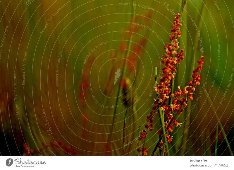 meadow Colour photo Exterior shot Day Relaxation Calm Fragrance Summer Environment Nature Plant Grass Wild plant Meadow Growth Natural Beautiful Life Idyll