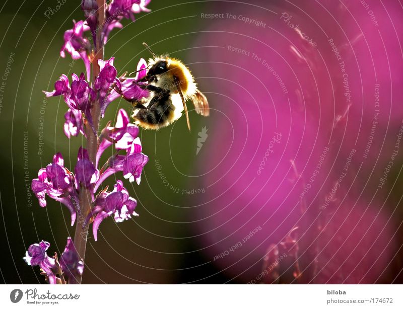 Swiss bee honey Colour photo Multicoloured Exterior shot Close-up Deserted Copy Space right Evening Light Blur Worm's-eye view Nutrition Organic produce Nature