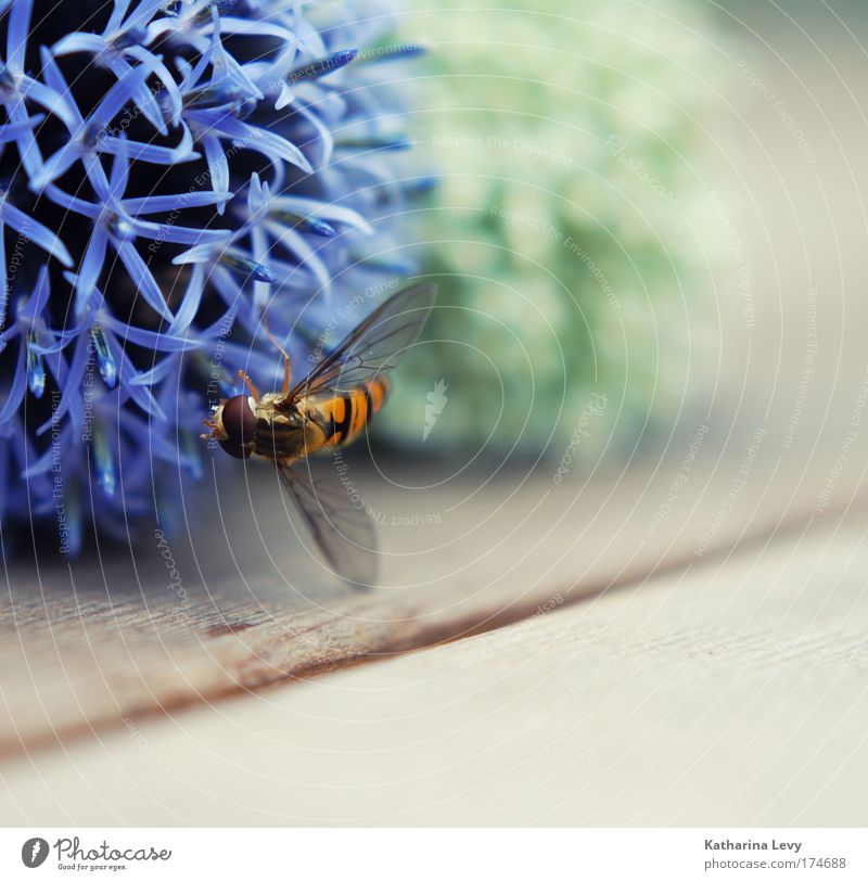 Diamonds for Dickey Colour photo Exterior shot Copy Space right Copy Space bottom Blur Shallow depth of field Central perspective Animal portrait Plant Flower