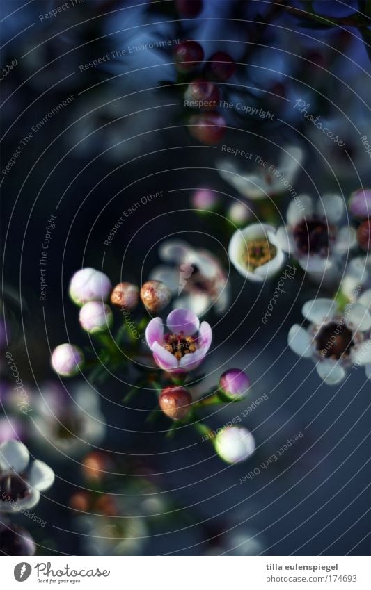 wax Colour photo Interior shot Deserted Blur Plant Summer Flower Blossom Bouquet Fragrance Beautiful Blue Nature wax flowers