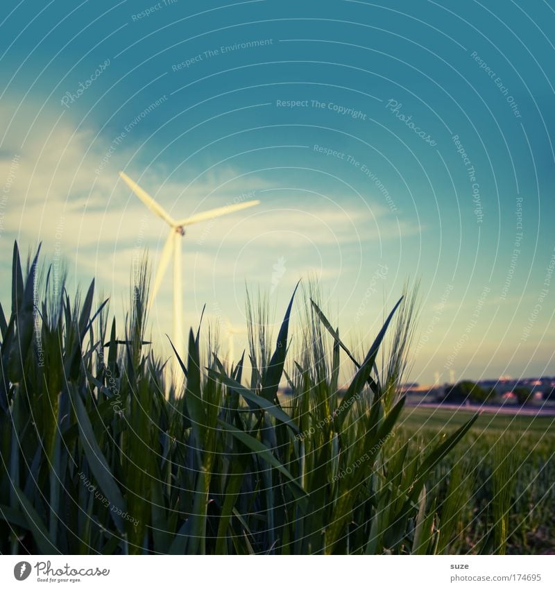 windmill Colour photo Exterior shot Deserted Copy Space top Day Organic produce Economy Industry Energy industry Advancement Future Renewable energy