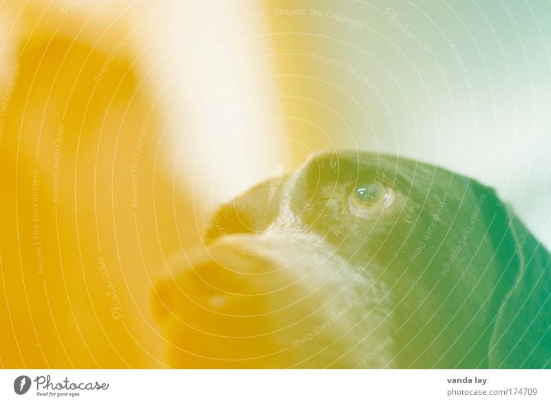 Known as a colourful dog Colour photo Multicoloured Experimental Deserted Animal portrait Upward Pet Dog 1 Hip & trendy Creativity Whimsical Crazy Art