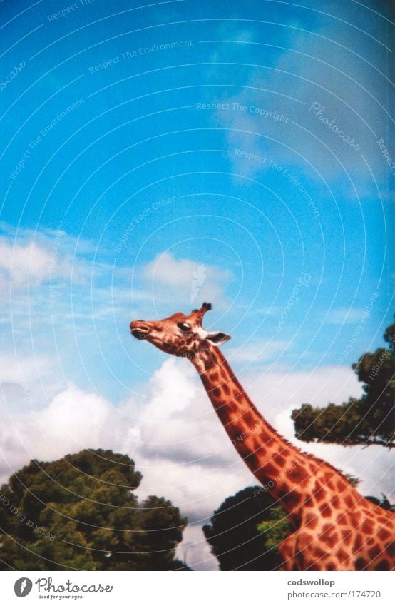 airborne reconnaissance radar Colour photo Exterior shot Holga Copy Space top Sunlight Profile Forward Nature Animal Wild animal Giraffe 1 Observe Large