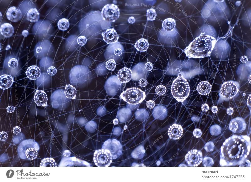 Rain drops on the spider's web Drops of water Rainwater Net Spider's web thread threads Dew Wet Blue Sphere Nature Natural Macro (Extreme close-up) Detail