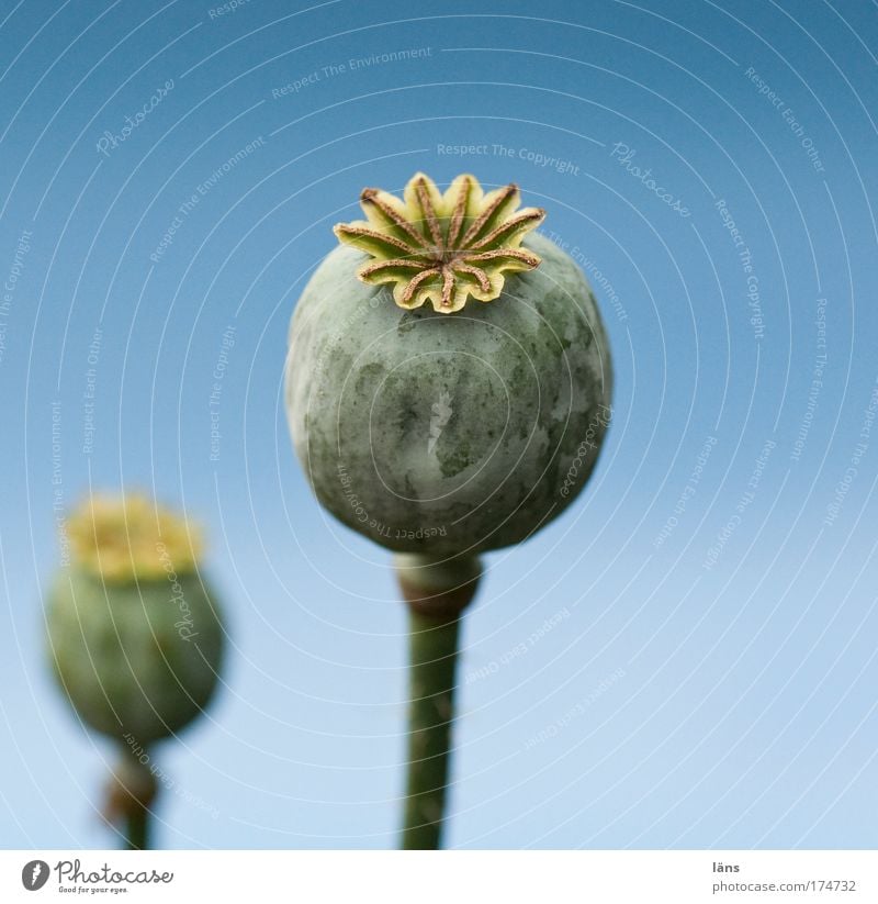 the fat end Colour photo Exterior shot Close-up Detail Deserted Copy Space right Copy Space top Isolated Image Neutral Background Day Nature Plant Summer