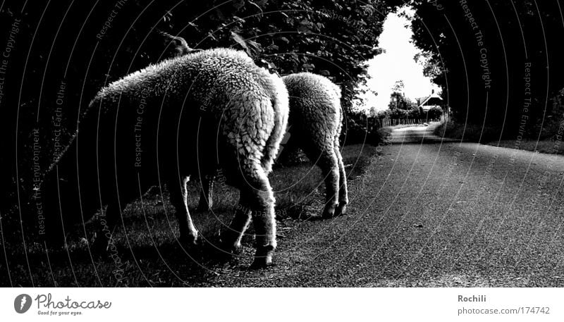 Streetphotography (on wrong tracks) Black & white photo Exterior shot Detail Abstract Deserted Day Shadow Contrast Silhouette Worm's-eye view Animal portrait