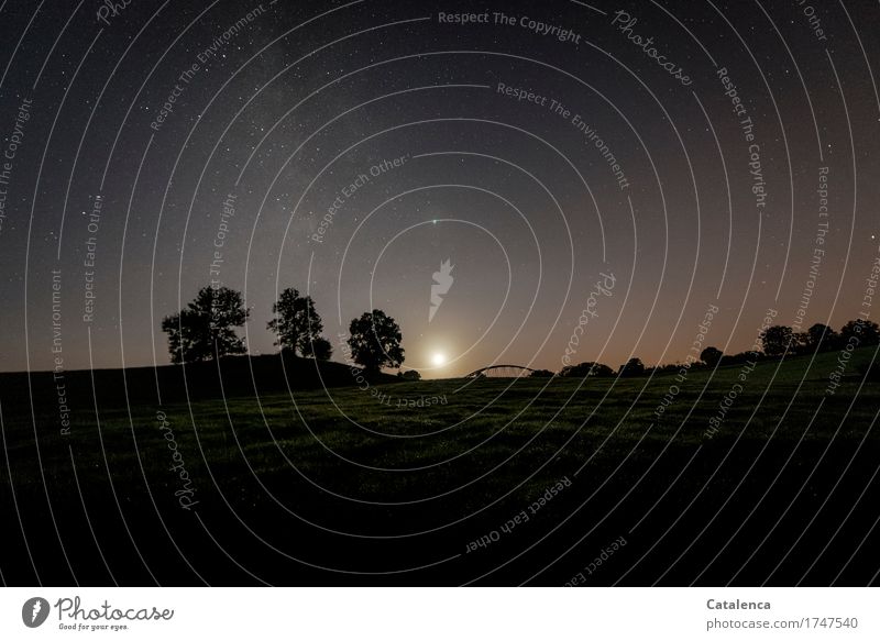 Night sky with milky way, full moon is setting on horizon, silhouette of a group of trees is silhouetted Nature Landscape Plant Cloudless sky Stars Horizon Moon