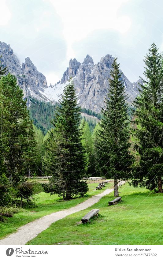 View to Monte Cristallo Vacation & Travel Tourism Trip Summer Summer vacation Mountain Hiking Environment Nature Landscape Plant Sky Clouds Tree Grass Fir tree