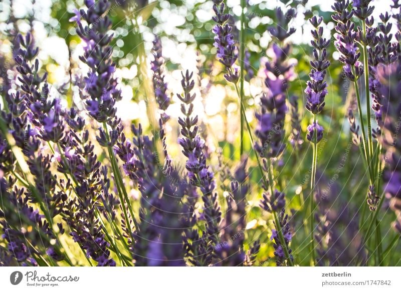 lavender Flower Blossoming Harvest Garden Grass Garden plot Lavender Nature Fruit Summer Sun Back-light Growth Herbs and spices Medicinal plant Perfume