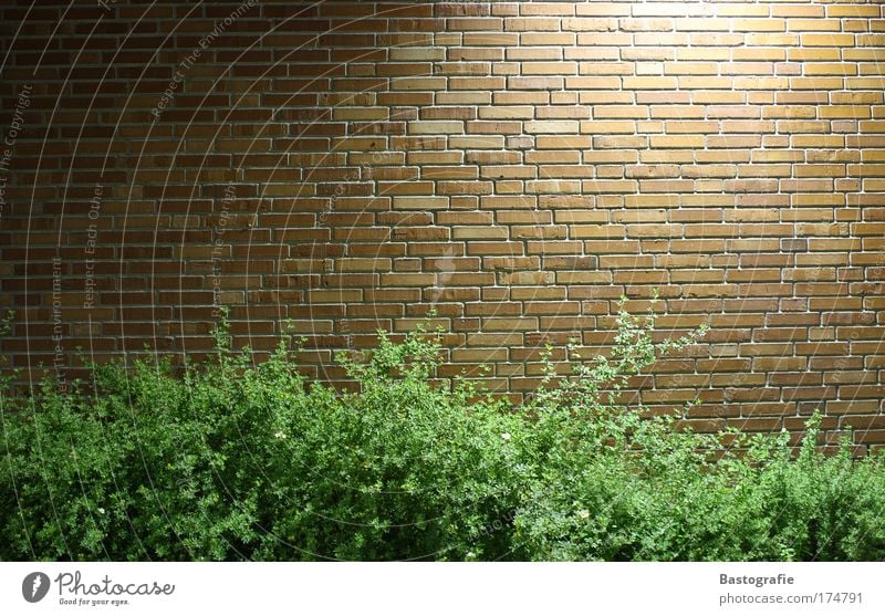 brick wall Colour photo Wall (barrier) Wall (building) Brick Plant Nature