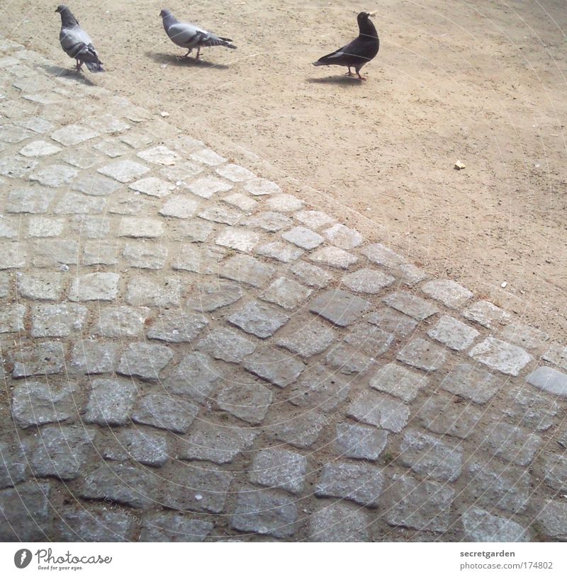 weird birds. Colour photo Subdued colour Exterior shot Close-up Deserted Copy Space bottom Copy Space middle Morning Dawn Day Sunlight Bird's-eye view