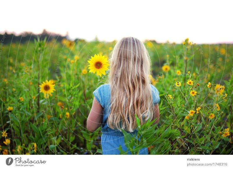 Sunny Human being Feminine Girl Infancy 1 3 - 8 years Child Environment Nature Plant Summer Flower Sunflower Sunflower field Field Observe Blossoming Think