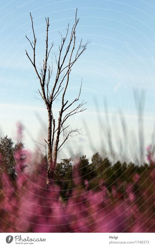 boggy Environment Nature Landscape Plant Sky Summer Beautiful weather Tree Flower Blossom Wild plant Heather family Birch tree Bog Marsh Blossoming To dry up