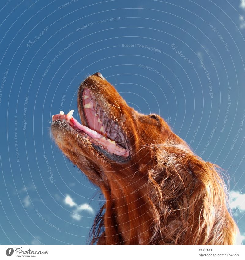 I'm wearing fur. Dog Irish setter Pelt Teeth Set of teeth Snout Tongue Breathe Auburn Long-haired look up Upward Obedient observantly Admiration warm Hot