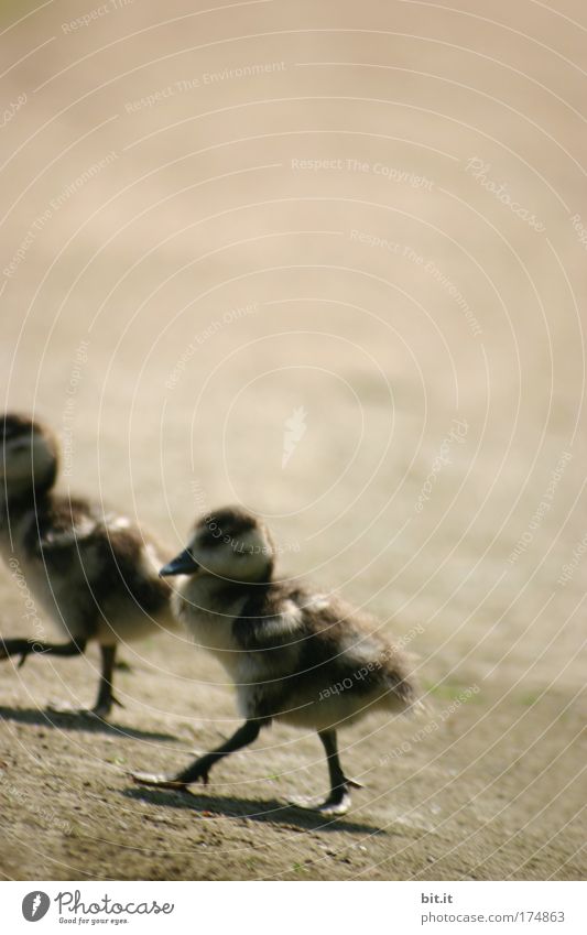 SYNCHRONOUS WADDLING Nature Sand Spring Pond Lake Animal Pet Bird Wing Beak Chick Duck birds entenjunge Walking Legs Farm Feather Poultry 2 Baby animal