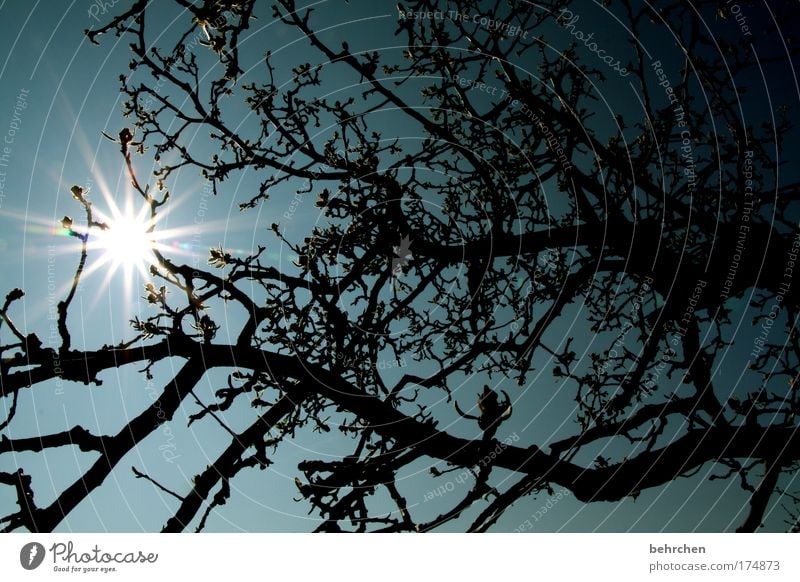 don't always have to be seychelles. Colour photo Exterior shot Deserted Sunlight Sunbeam Back-light Nature Cloudless sky Spring Beautiful weather Tree Leaf bud