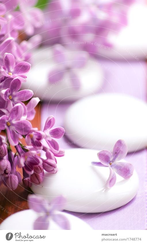 lilac Lilac Wellness Plant Stone hotstone hot stone Well-being Spa Vacation & Travel Violet Pink Magenta Macro (Extreme close-up) Close-up White