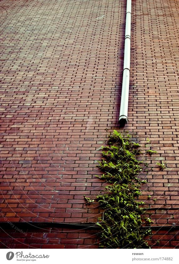 facade greening Colour photo Exterior shot Deserted Copy Space left Day House (Residential Structure) Manmade structures Building Architecture Wall (barrier)