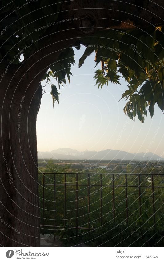 Corsica in the evening Environment Nature Landscape Sunrise Sunset Summer Beautiful weather Tree Moody Idyll Handrail Vantage point Southern Mediterranean