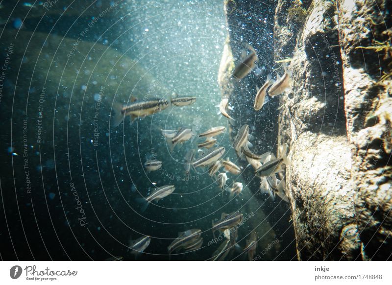 swim in swarms Reef Ocean Fish Shoal of fish Flock Swimming & Bathing Many Attachment Shaft of light Sea water Wall of rock Related Behind one another Together