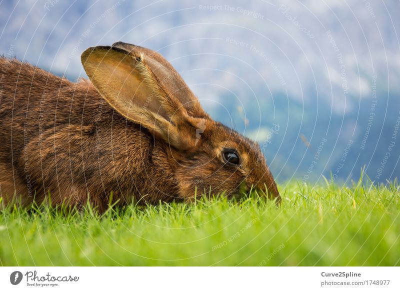 hazel Nature Meadow Hill Alps Animal Pet Wild animal Hare & Rabbit & Bunny 1 Eating Lie Looking Brown Ear Pelt Green Cute Hare ears To feed Soft South Tyrol