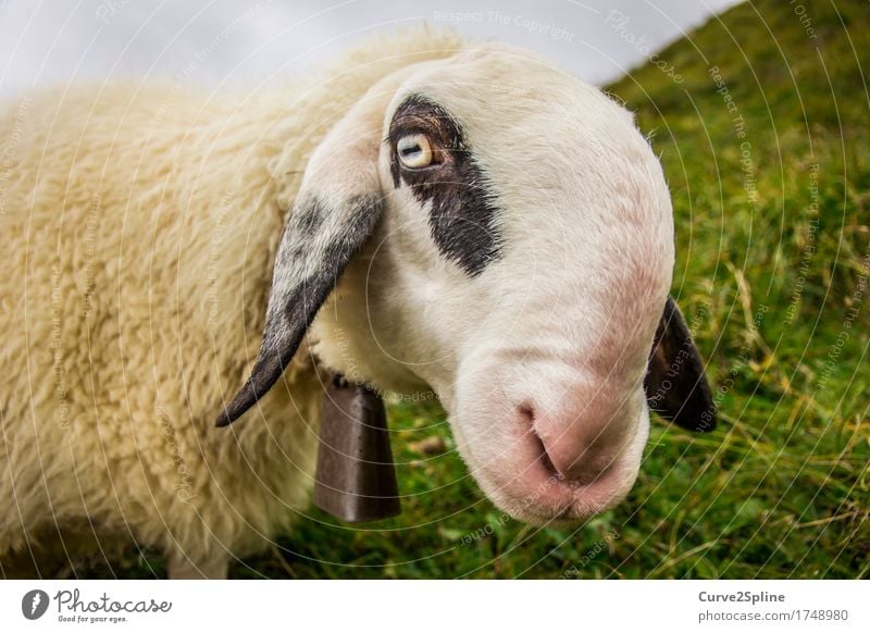 Määh her sheep ... Nature Animal Farm animal 1 Looking Stand Sheep Alpine pasture South Tyrol White Black Speckled Bell Funny Snout Meadow Grass Mountain