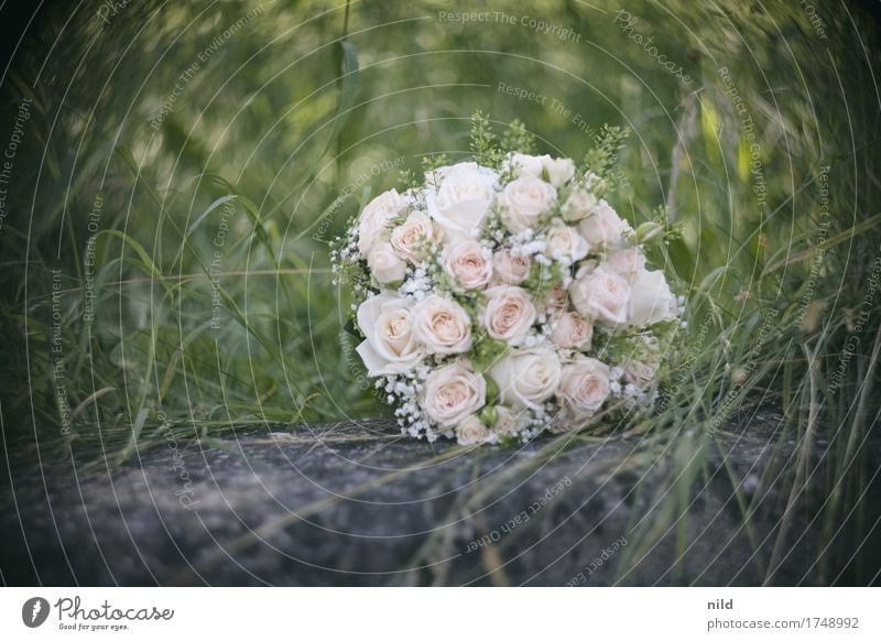 bridal bouquet Wedding Nature Rose Park Meadow Bouquet Beautiful Love Helios Blur Bride Exterior shot Close-up Experimental Copy Space left Day