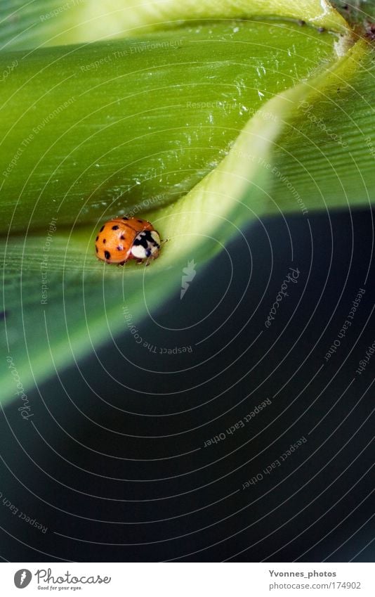 beetles Colour photo Exterior shot Day Animal portrait Environment Nature Plant Earth Spring Summer Flower Grass Bushes Leaf Foliage plant Park Meadow Field