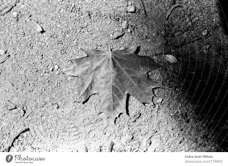 maple leaf Black & white photo Exterior shot Detail Day Light Shadow Nature Plant Sand Leaf Park Dry Under White Maple tree Maple leaf Symmetry Contrast