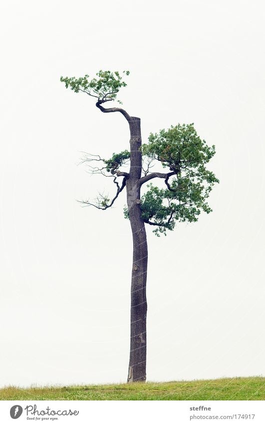 bonsai XXL Colour photo Exterior shot Copy Space left Copy Space right Copy Space top Isolated Image Neutral Background Day Landscape Tree Esthetic Exceptional