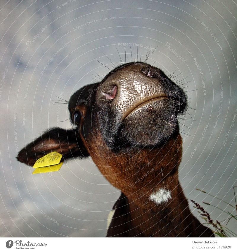 I'm so cool Cow Calf Milk production Milk quota Agriculture Livestock breeding Farm animal Pelt Nose Mouth Snout Black Worm's-eye view Looking Upward look down