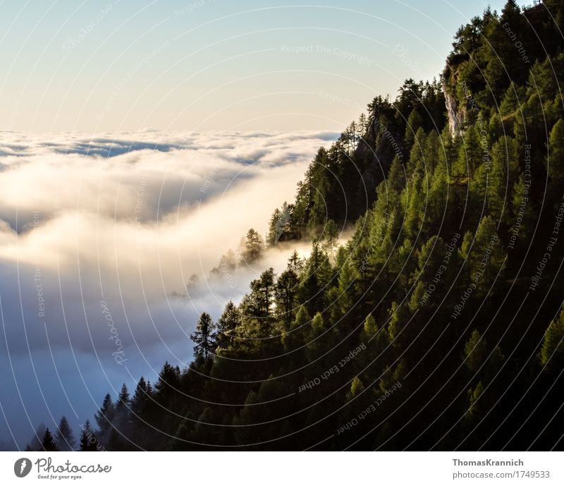 Mountain forest above the clouds Vacation & Travel Nature Landscape Plant Air Sky Clouds Horizon Summer Beautiful weather Tree Forest Rock Alps Yellow False