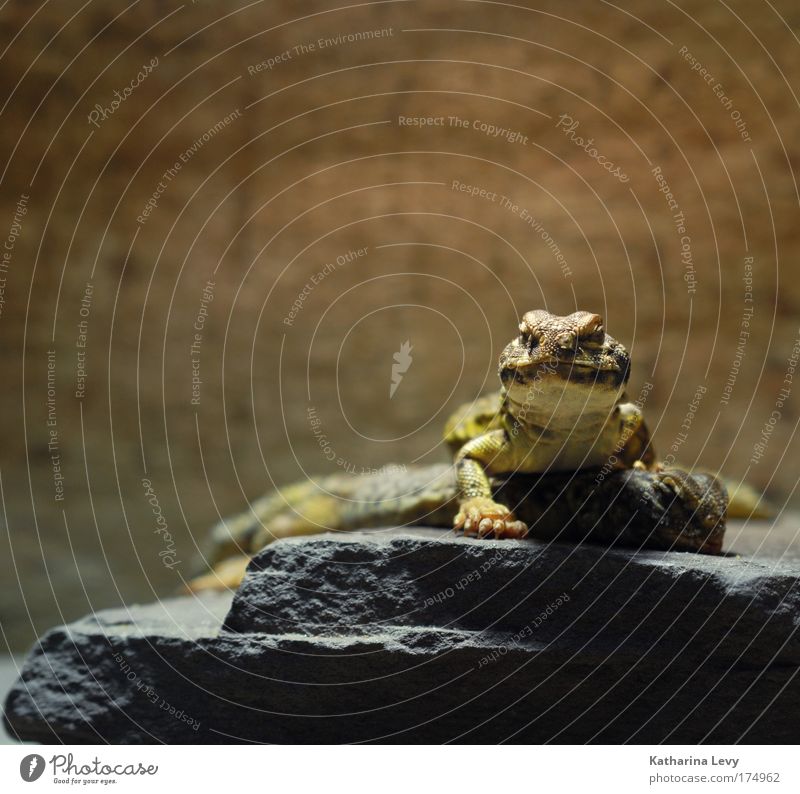 contact Colour photo Subdued colour Interior shot Deserted Copy Space left Copy Space top Shallow depth of field Central perspective Animal portrait Looking