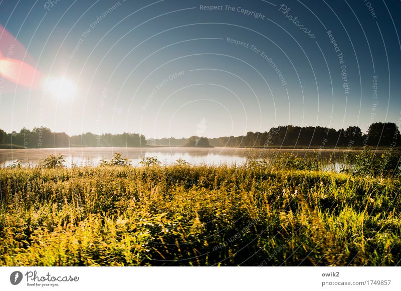 untouched Environment Nature Landscape Plant Elements Water Cloudless sky Horizon Summer Climate Beautiful weather Tree Grass Bushes Lake Illuminate Glittering